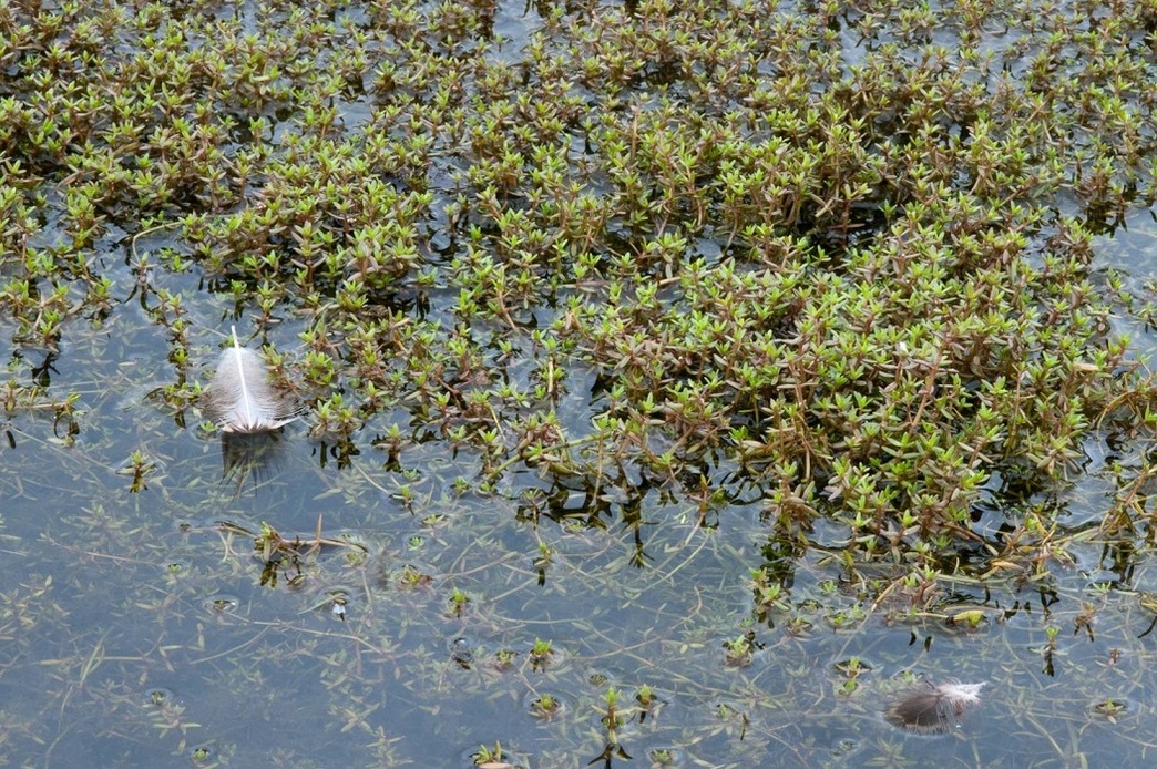 shropshire-invasive-non-native-species-initiative-shropshire-wildlife